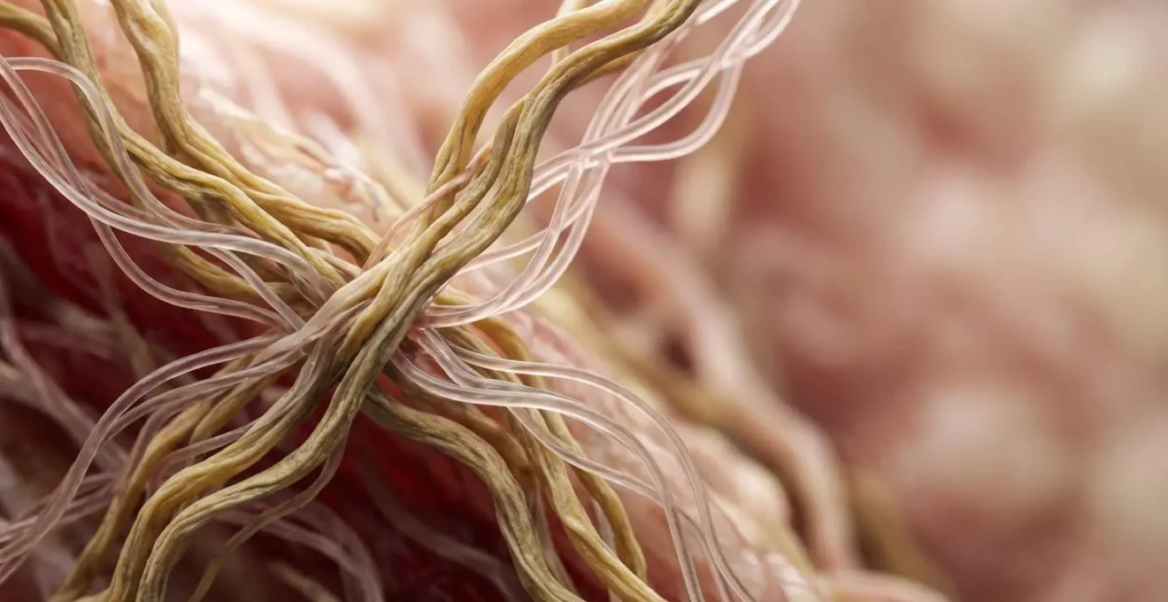 Dermis en capas profundas mostrando fibras de colágeno y elastina bajo luz científica detallada