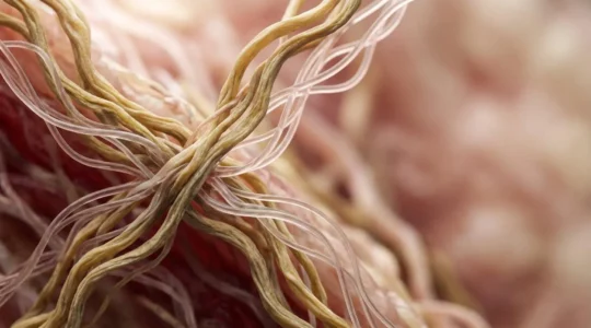Dermis en capas profundas mostrando fibras de colágeno y elastina bajo luz científica detallada